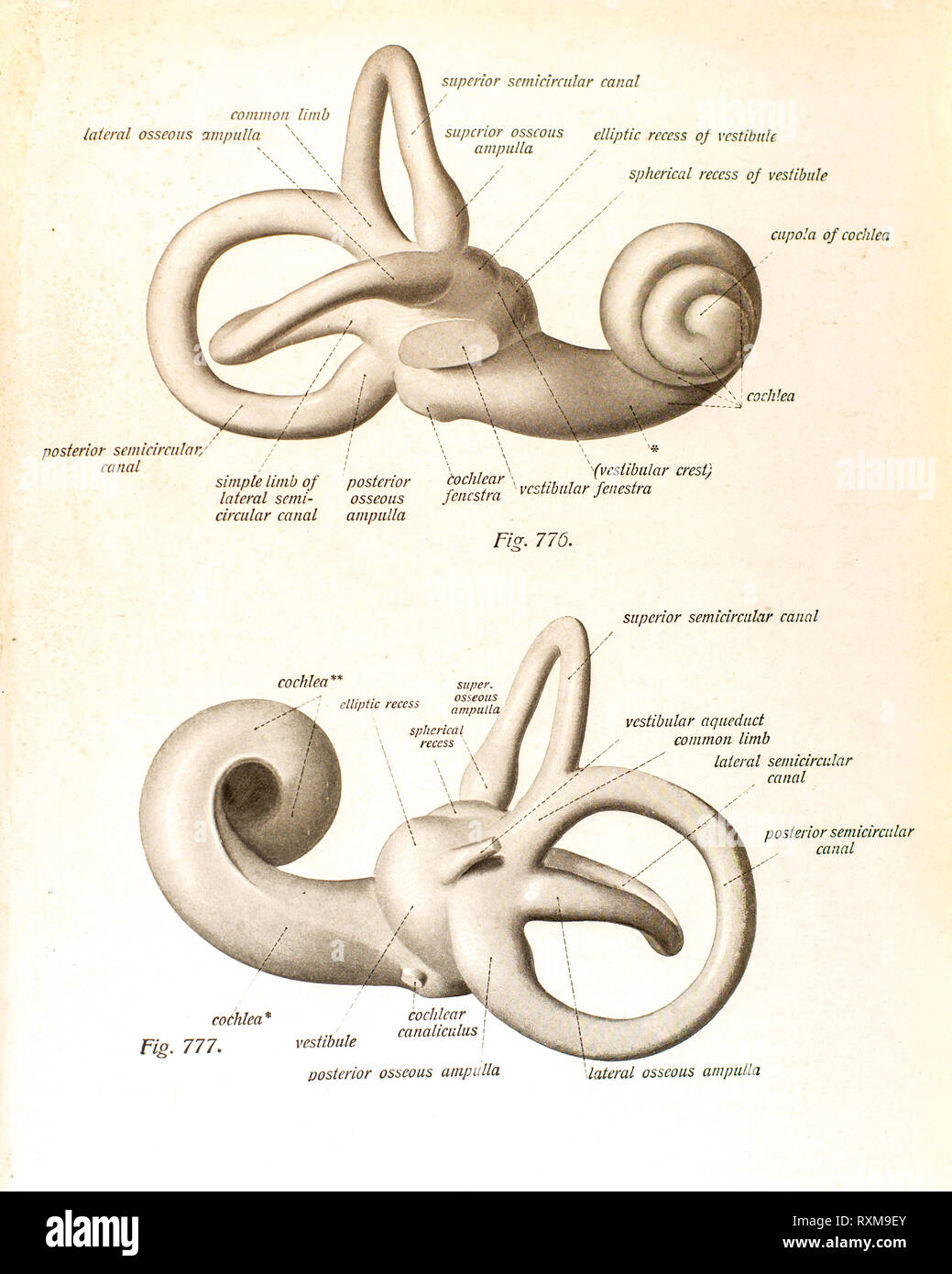 Anatomie des menschlichen Ohres Stockfotografie - Alamy