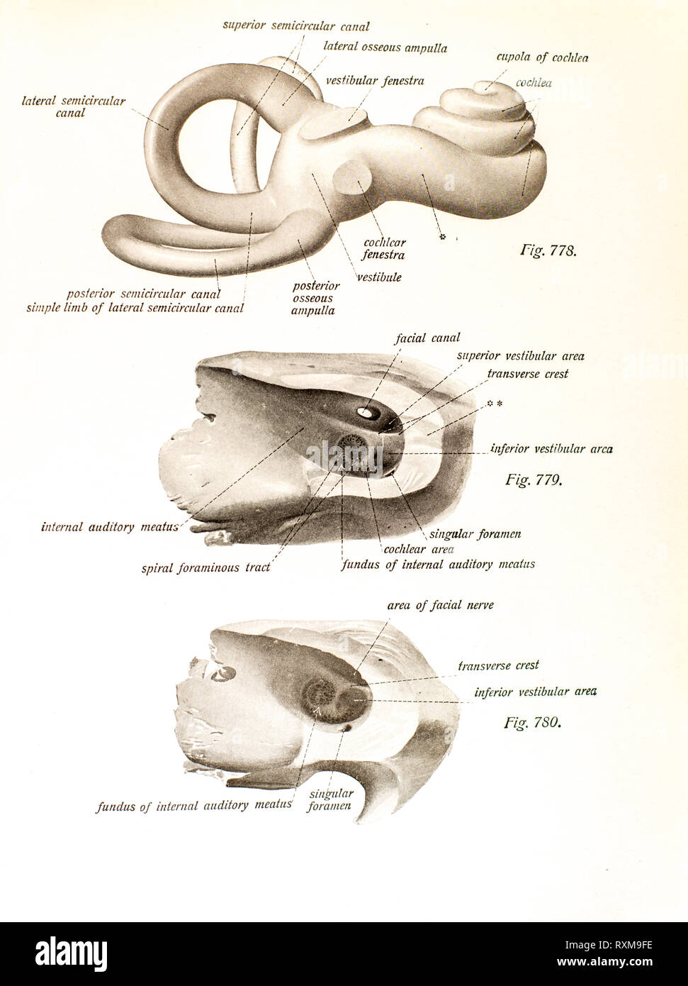 Anatomie des menschlichen Ohres. Stockfoto