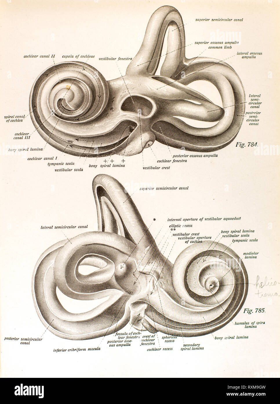 Anatomie des menschlichen Ohres. Stockfoto