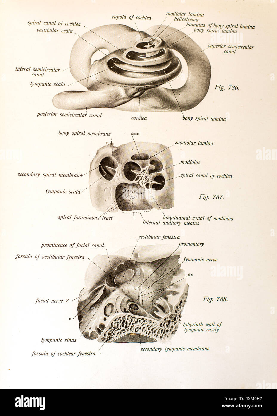 Anatomie des menschlichen Ohres Stockfotografie - Alamy