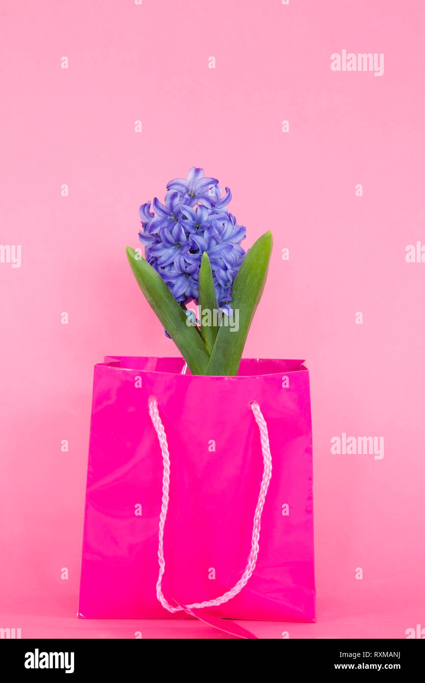 Hyazinthe in einem rosa Shopping Bag Stockfoto