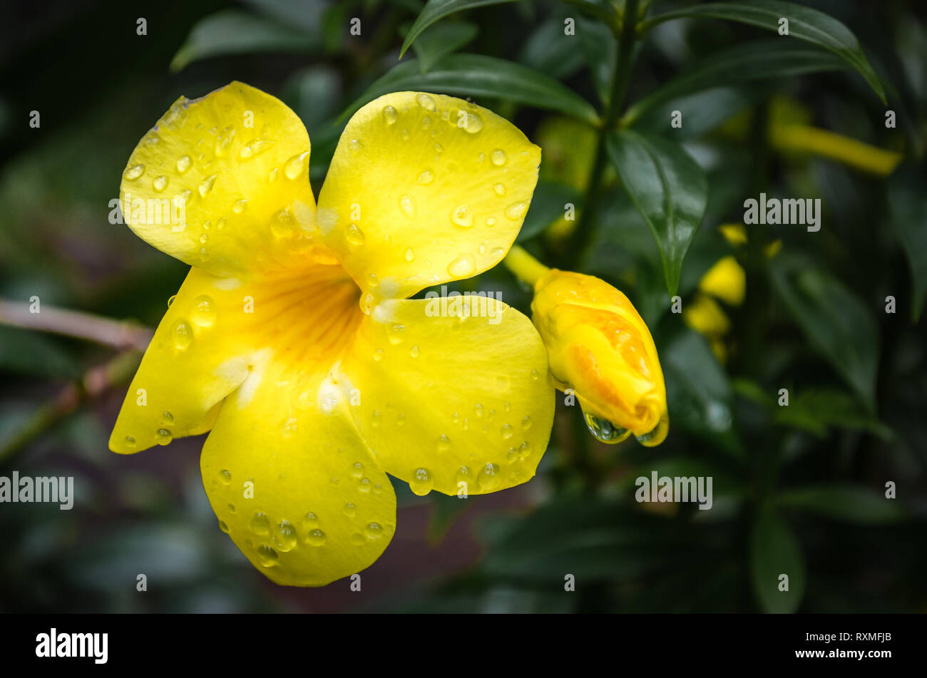 Wassertropfen auf gelbe Blüte und Knospe mit grünem Hintergrund. Stockfoto