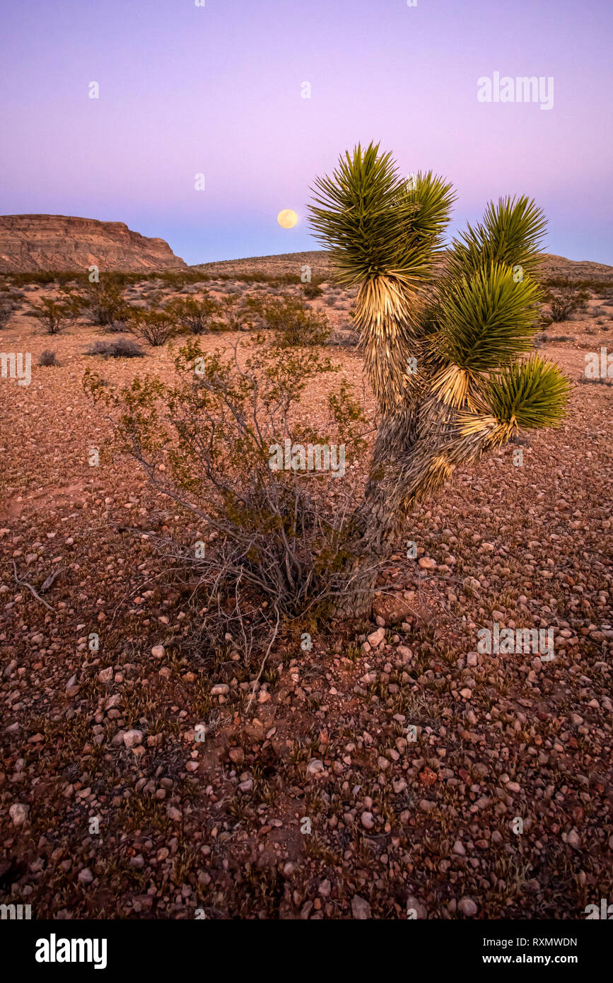 Vollmond in der Wüste, Red Rock National Conservation Area, Nevada, USA Stockfoto