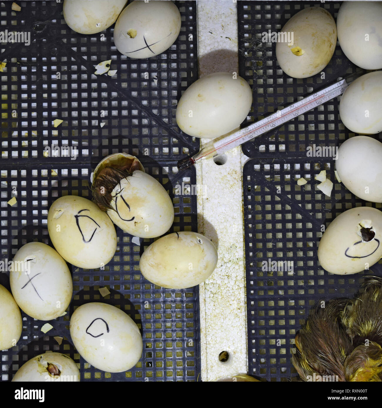 Ausbrüten von Eiern von Entenküken einer Moschus Ente im Inkubator. Anbau von Geflügel. Stockfoto