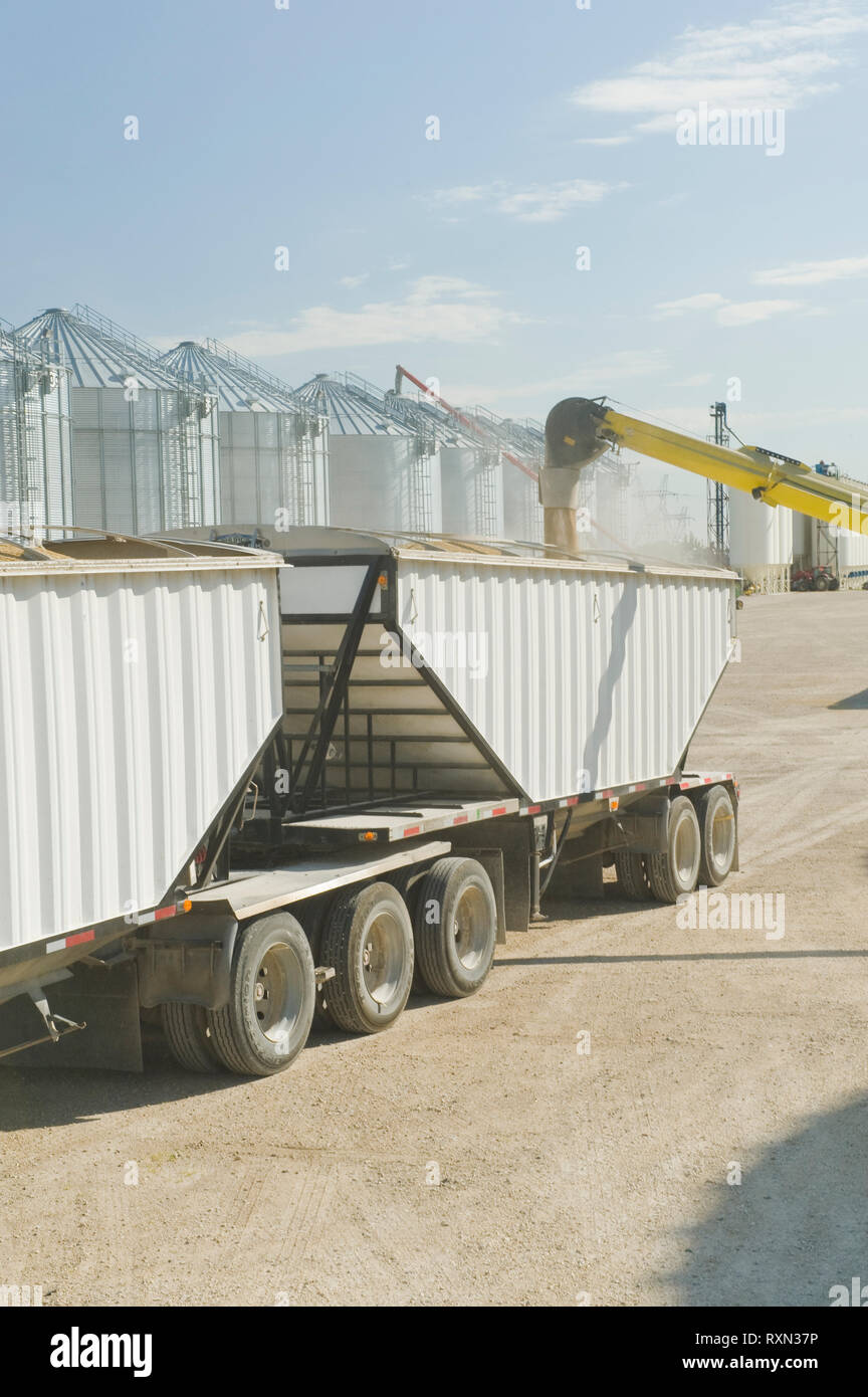 Ein super B grain Truck mit Gerste aus Getreide Staufächer in der Nähe von St. Jean, Manitoba, Kanada geladen Stockfoto