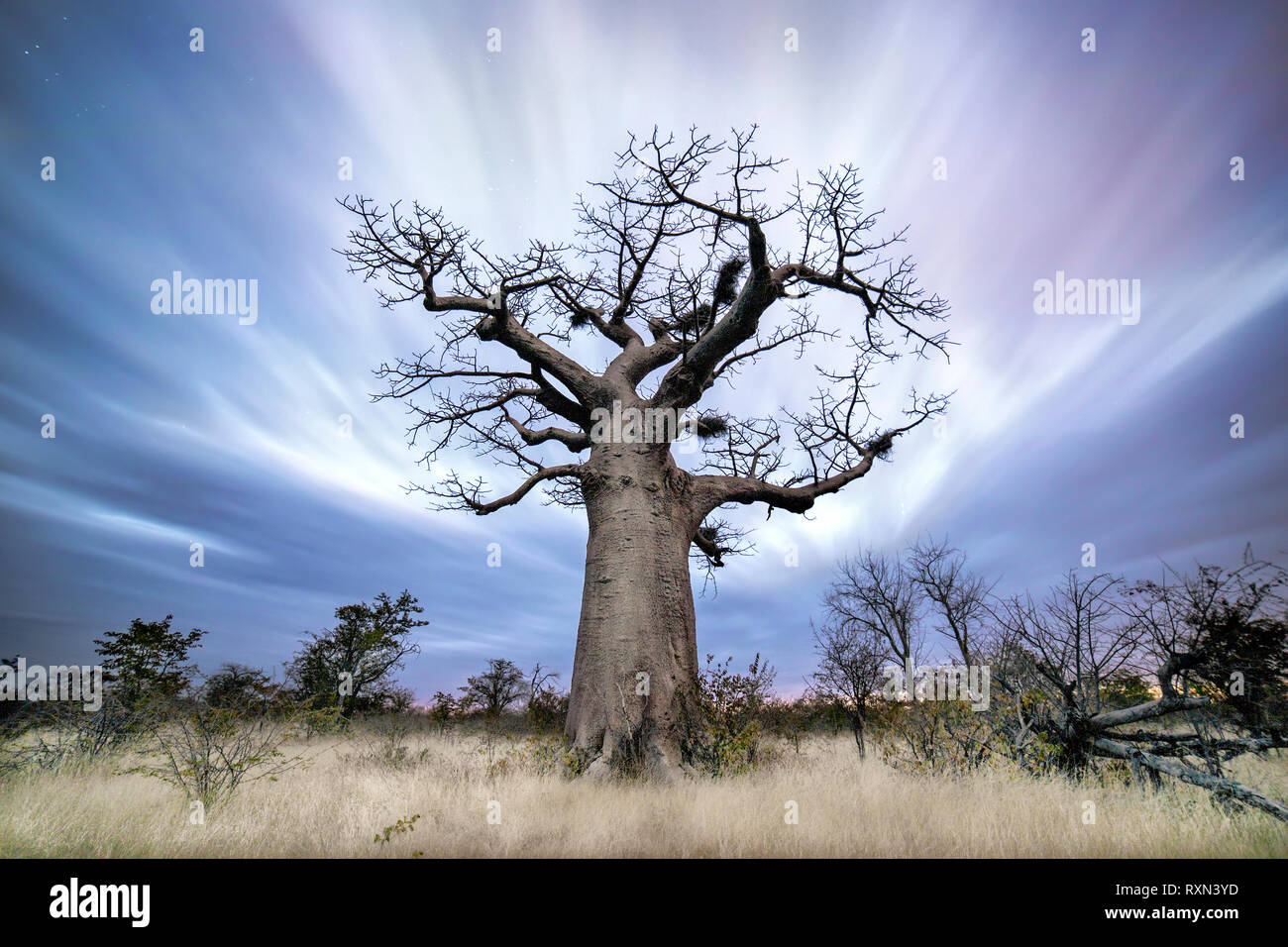 Ein Baobab Baum in der Dämmerung in Botswana. Stockfoto