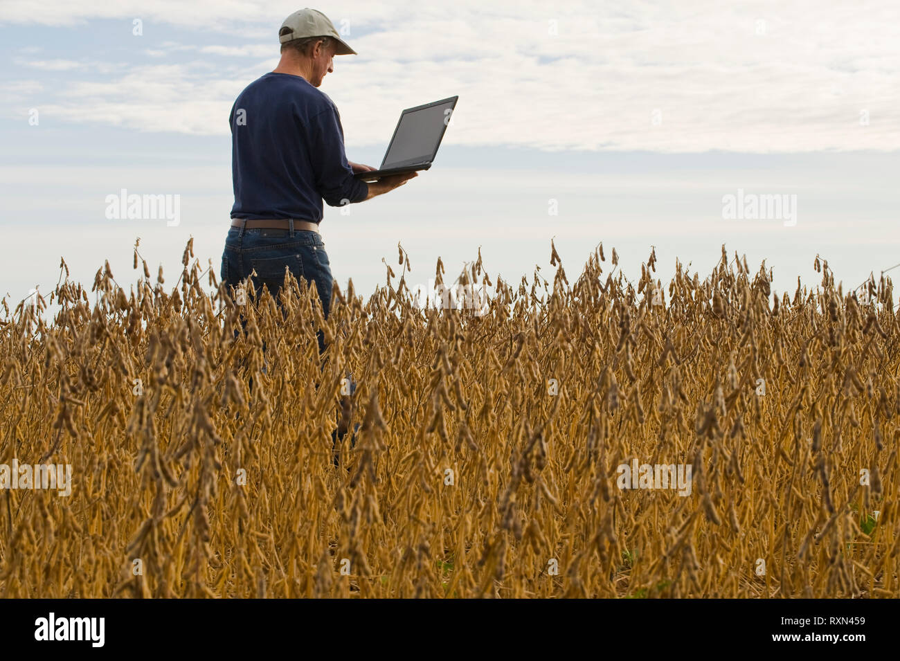 Ein Bauer mit einem Computer in einer reifen, Ernten bereit Soyabohnefeld, in der Nähe der Grande Pointe, Manitoba, Kanada Stockfoto