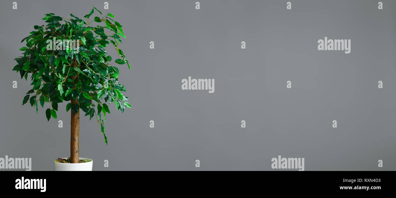 Ficus Baum im Topf Stockfoto
