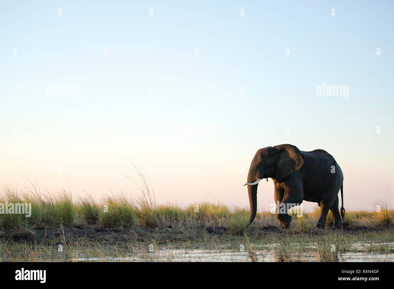 Ein einsamer Elefant Wandern am Nachmittag Licht entlang des Chobe River. Stockfoto