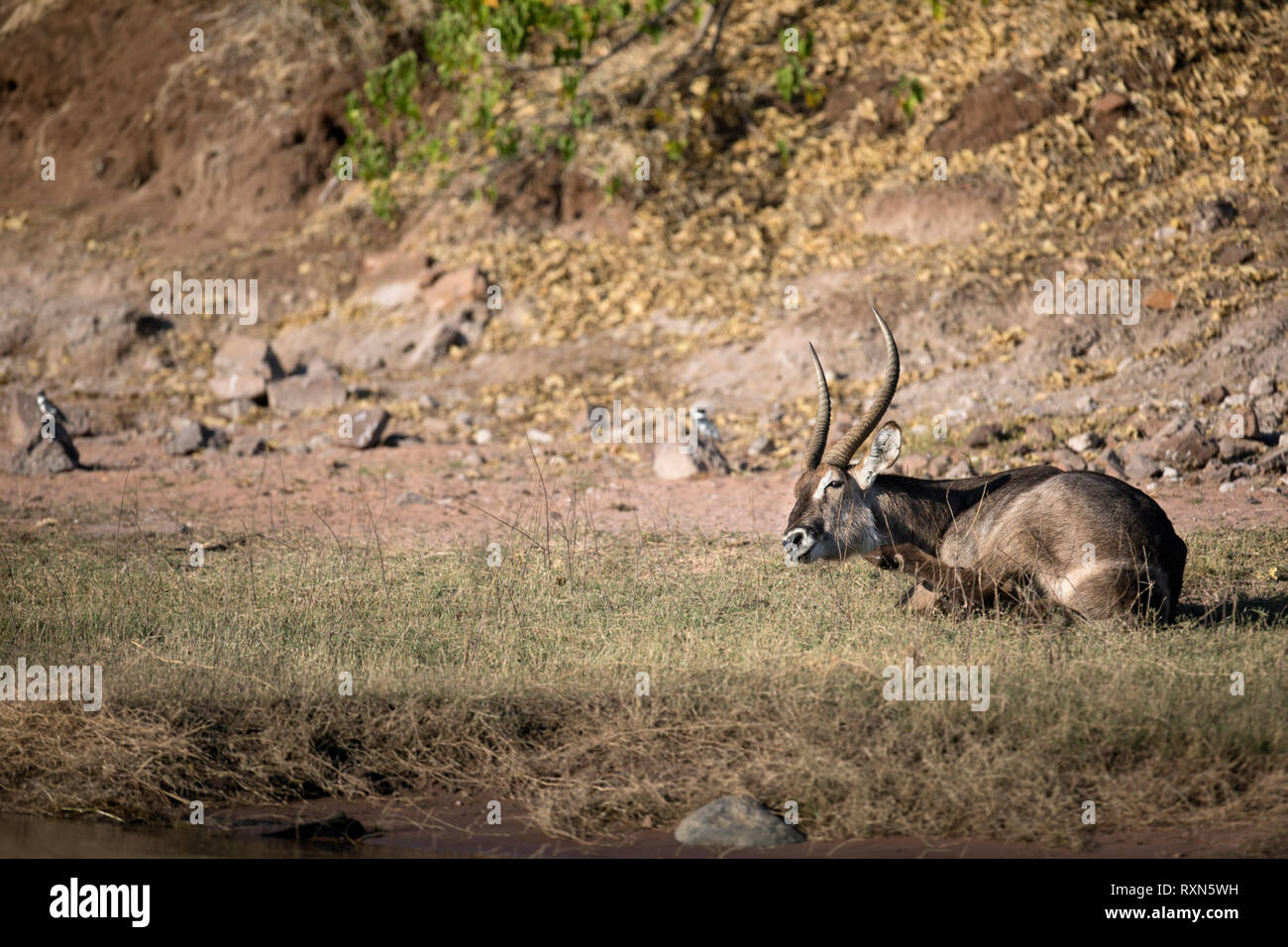 Ein männlicher Wasserbock auf dem Chobe Fluss Ufer. Stockfoto