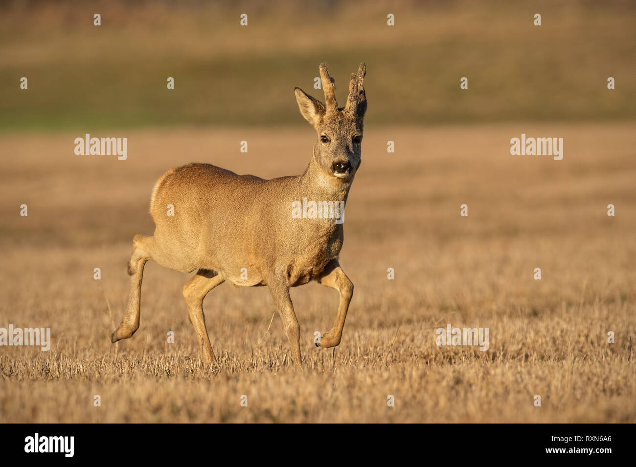 Rehe Buck im Winter Beschichtung mit Geweih in Samt Stockfoto