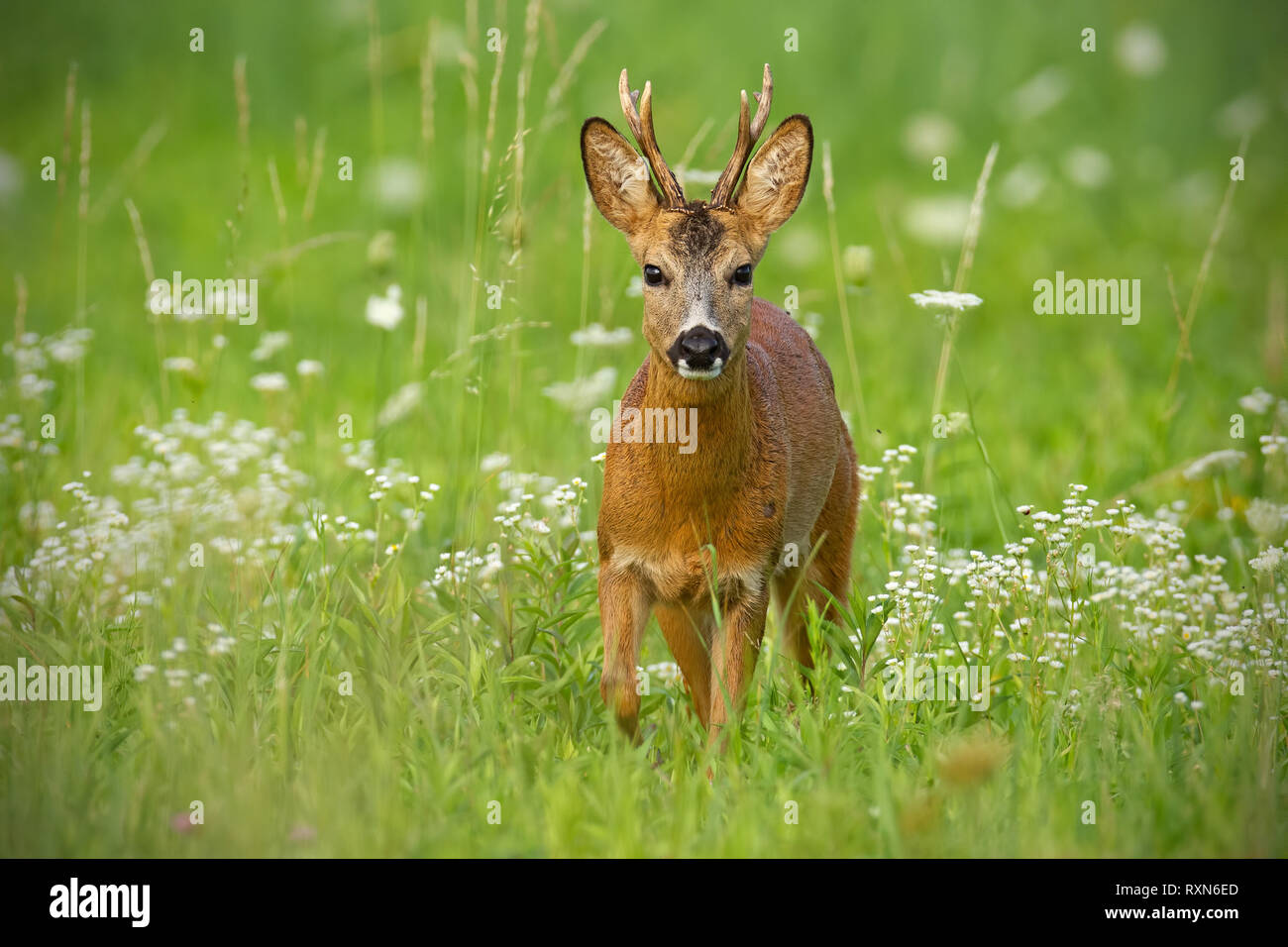 Junge Rehe zu Fuß in Richtung Kamera von weißen Blüten im Sommer umgeben Stockfoto