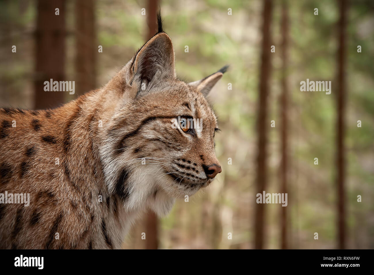 Detaillierte Nahaufnahmen der erwachsenen Eurasischen Luchs im Wald. Stockfoto