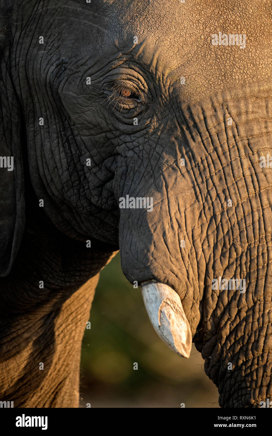 Nahaufnahme eines afrikanischen Elefanten Stockfoto