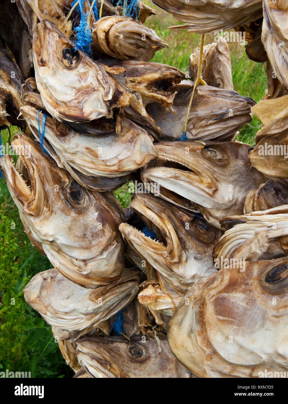 Stockfisch Köpfe von trockenständer Neben der Fischfabrik in Bordarfjordur Eystri, Island ausgesetzt Stockfoto
