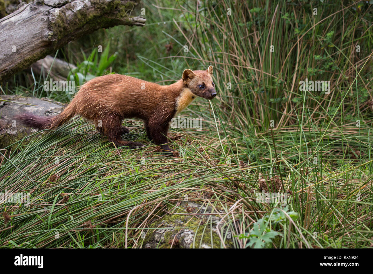 Baummarder Stockfoto