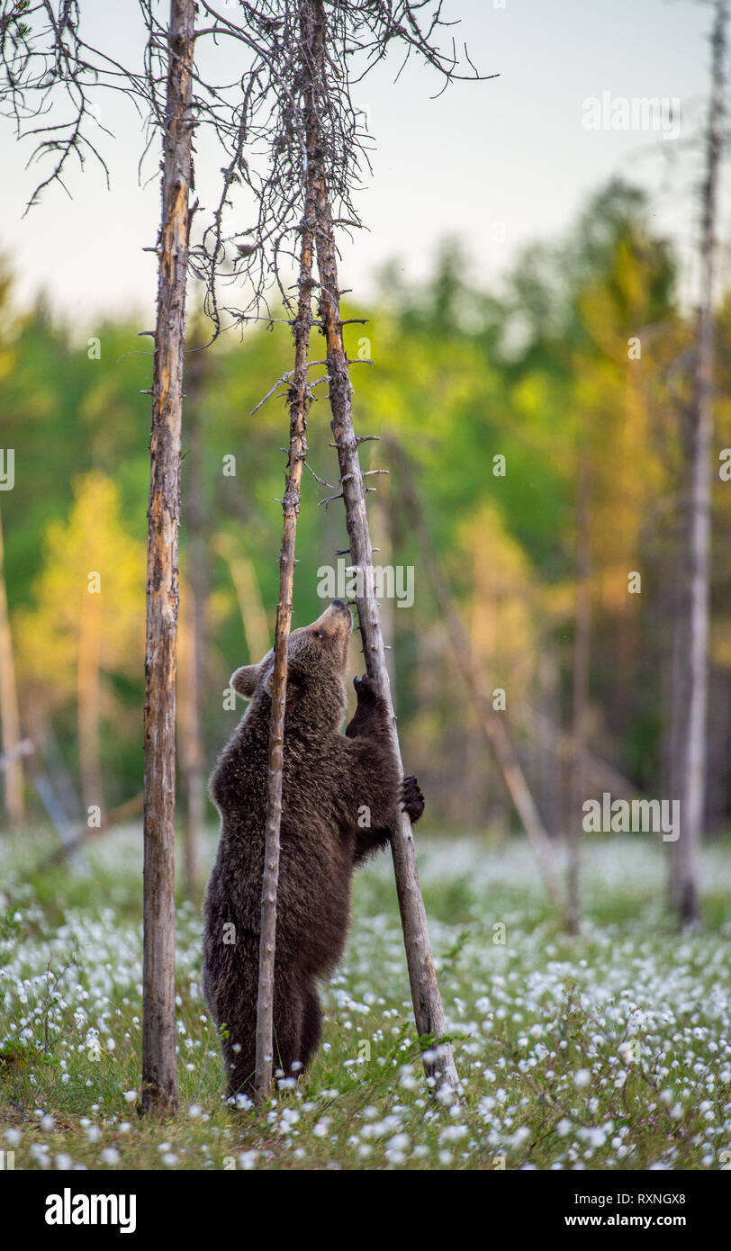 Bär auf seinen Hinterbeinen auf den Sumpf. Braunbär (Ursus arctos) Stockfoto