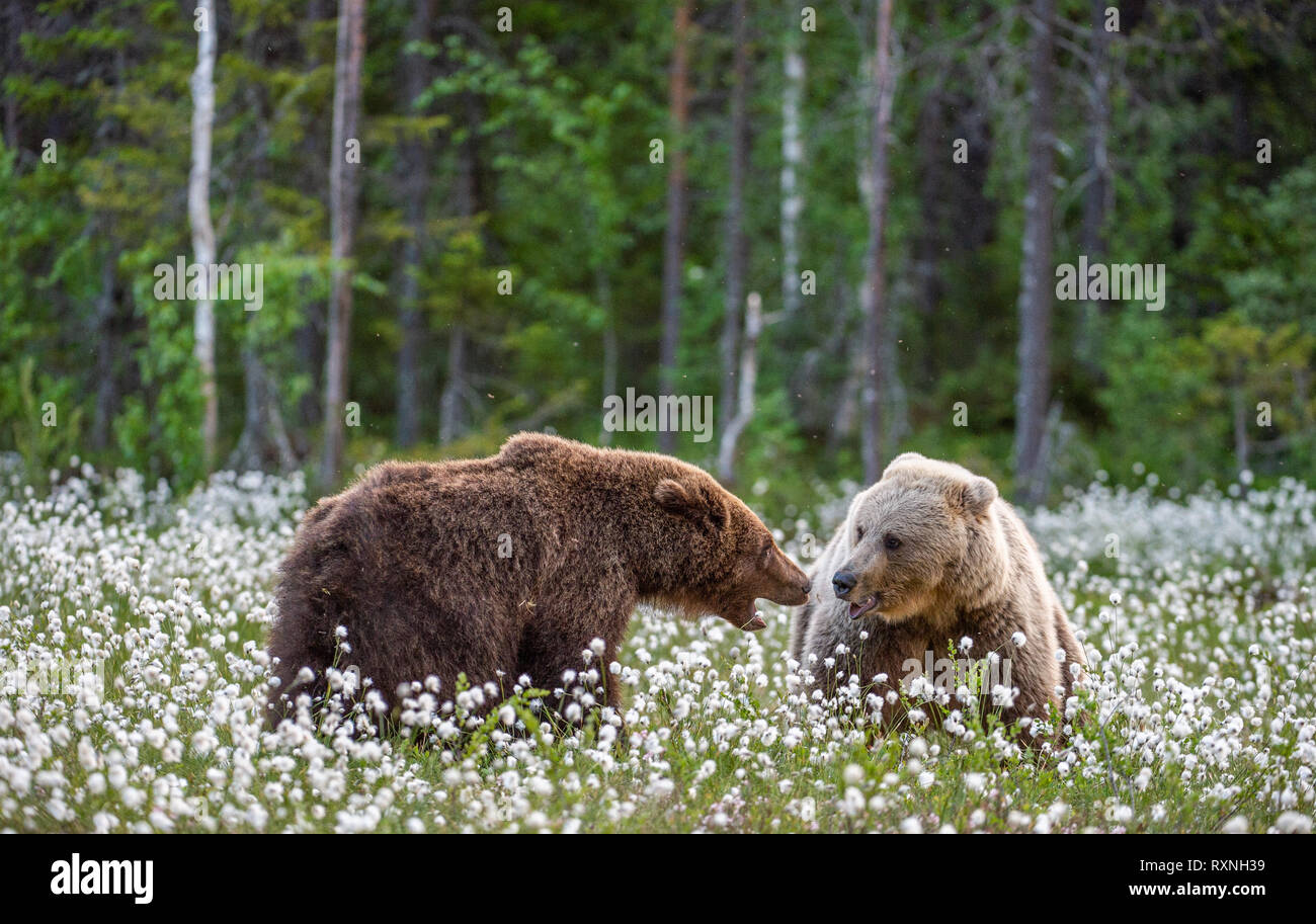 Zwei Bären im Sommer Wald kämpfen, unter weißen Blumen. Wissenschaftlicher  Name: Ursus arctos Stockfotografie - Alamy