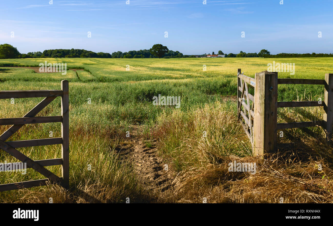 Bauernhof in landwirtschaftliche Landschaft mit Hafer Ernte im Sommer reifen in Beverley, Yorkshire, UK Open.. Stockfoto