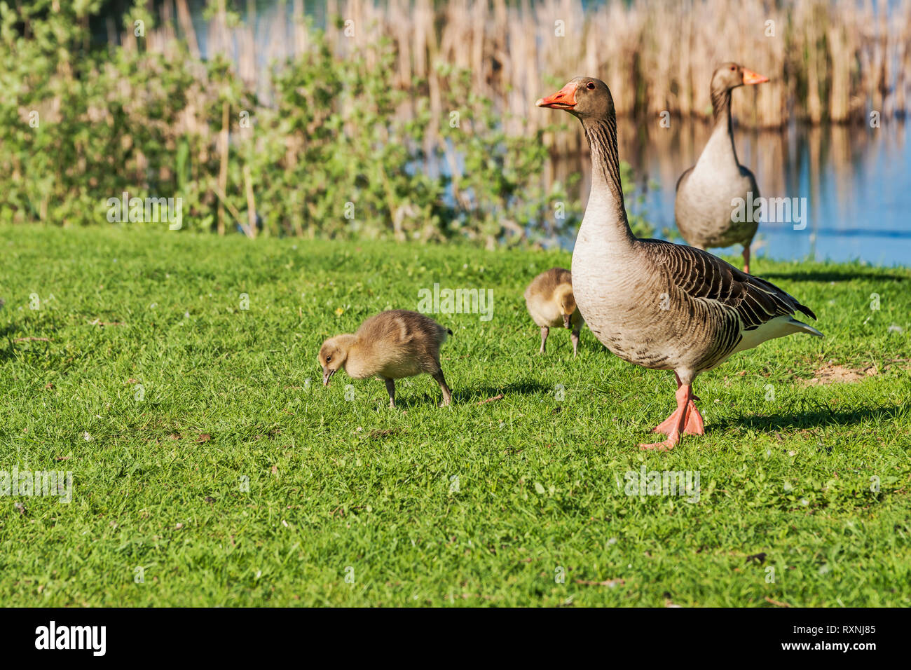 Eine Graugans Familie mit zwei Küken auf der grünen Wiese am See in Deutschland, Europa Stockfoto