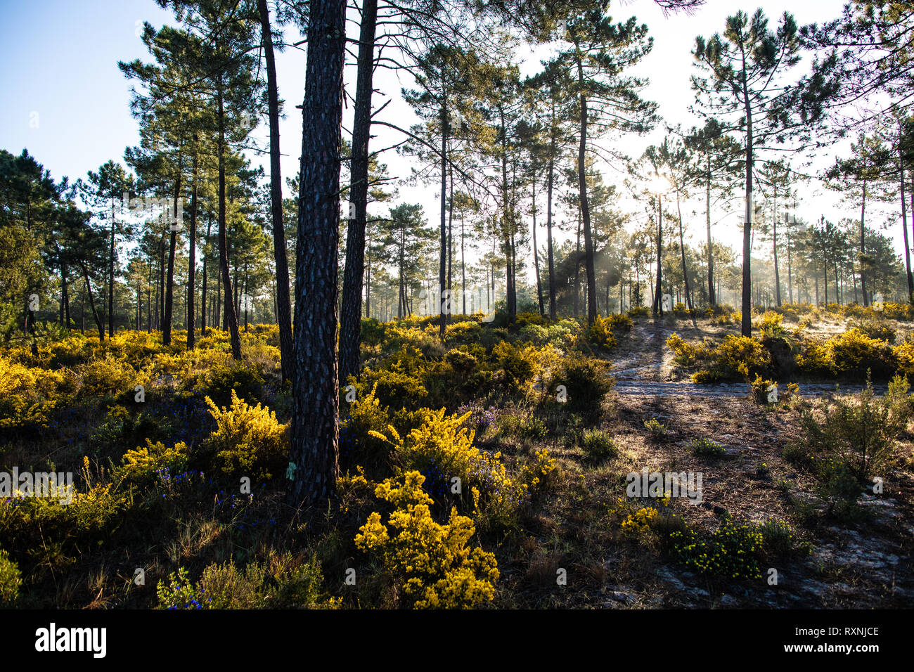 Sonnenaufgang in den Pinienwäldern Comporta im Frühling Stockfoto