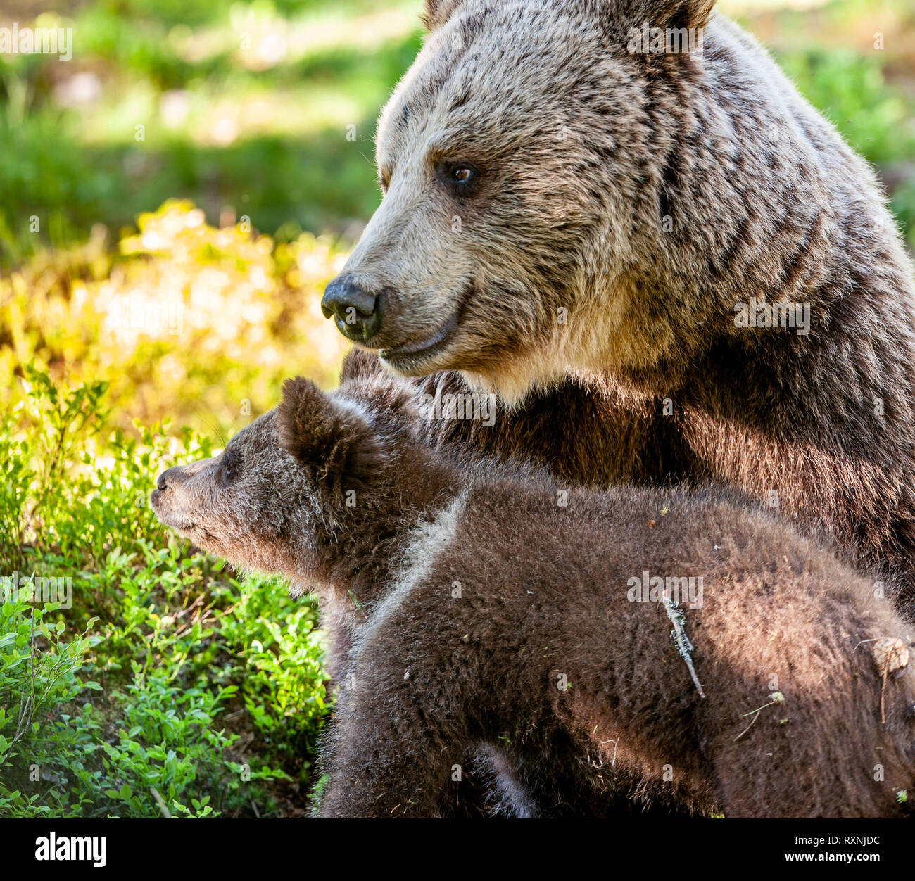Bärin und Bär - Junge der Braunbären in den Wald im Sommer. Wissenschaftlicher Name: Ursus arctos Stockfoto