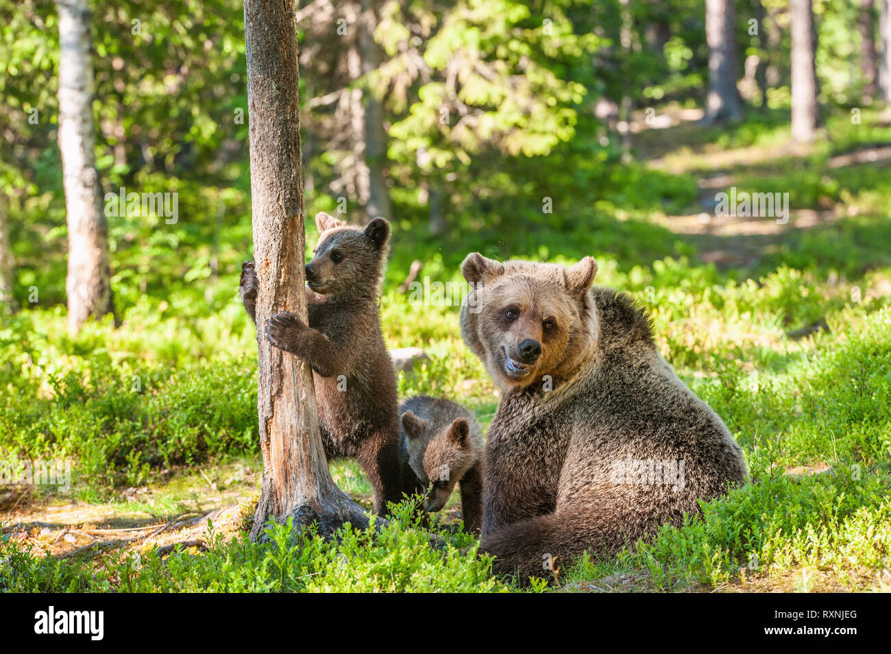 Bärin und Bär - Junge der Braunbären in den Wald im Sommer. Wissenschaftlicher Name: Ursus arctos Stockfoto