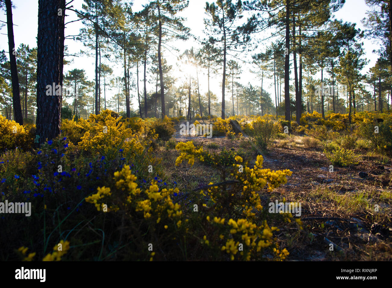 Sonnenaufgang in den Pinienwäldern Comporta im Frühling Stockfoto
