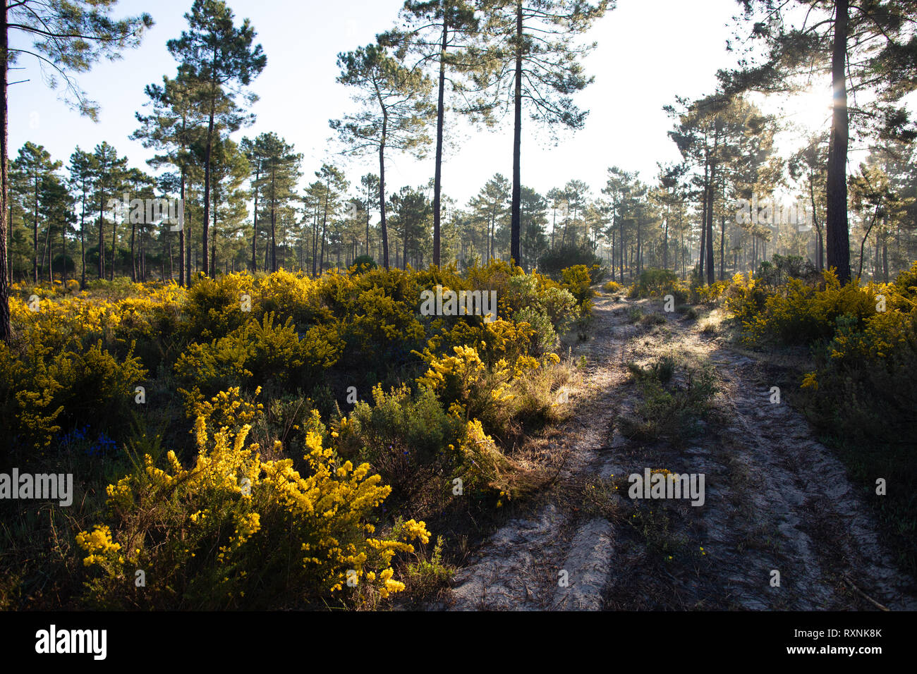 Sonnenaufgang in den Pinienwäldern Comporta im Frühling Stockfoto