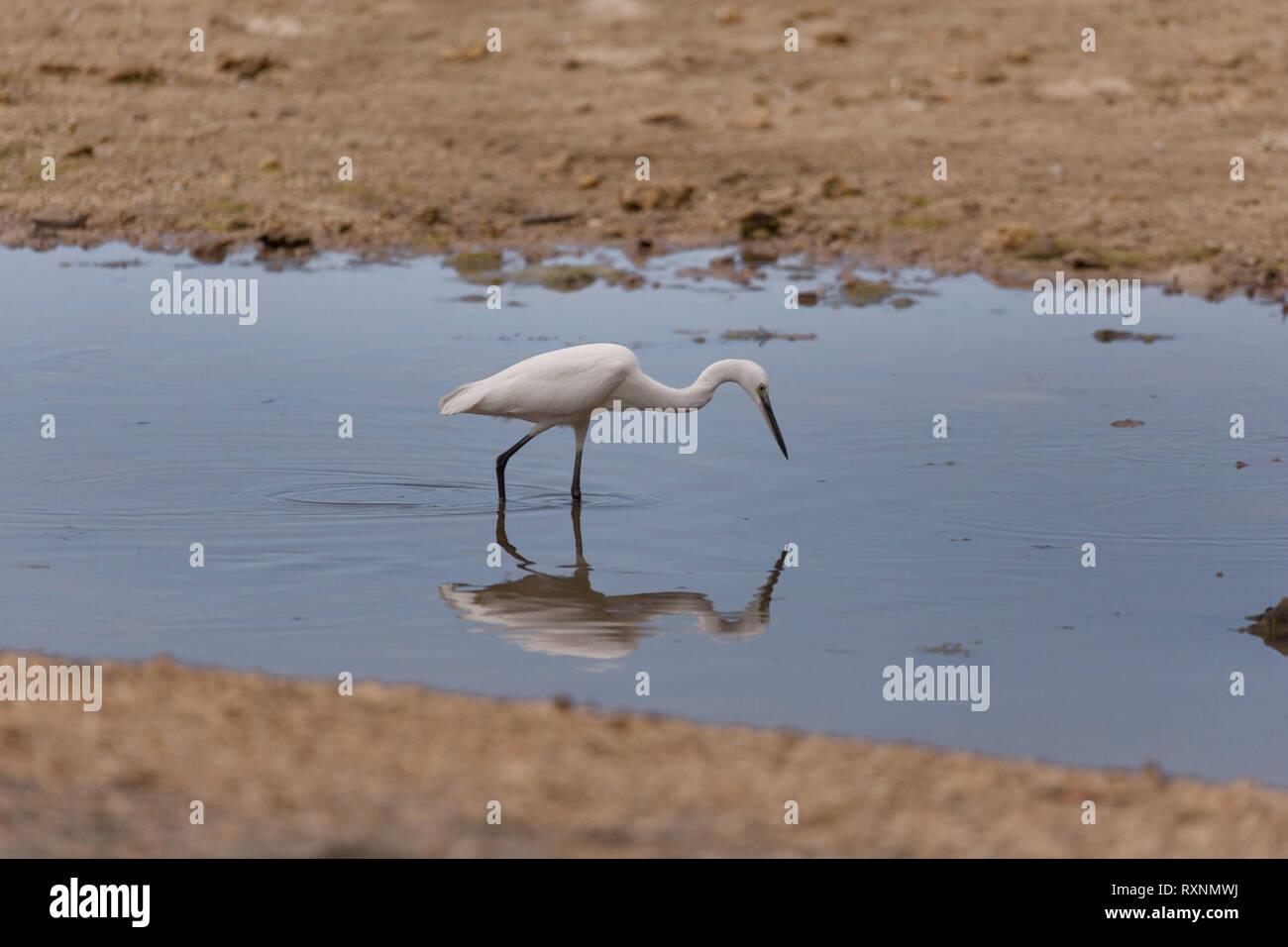 Die nahrungssuche Seidenreiher im Ebbe Flachwasser blaue Meer in einem Sonnenaufgang ruhige Szene Stockfoto