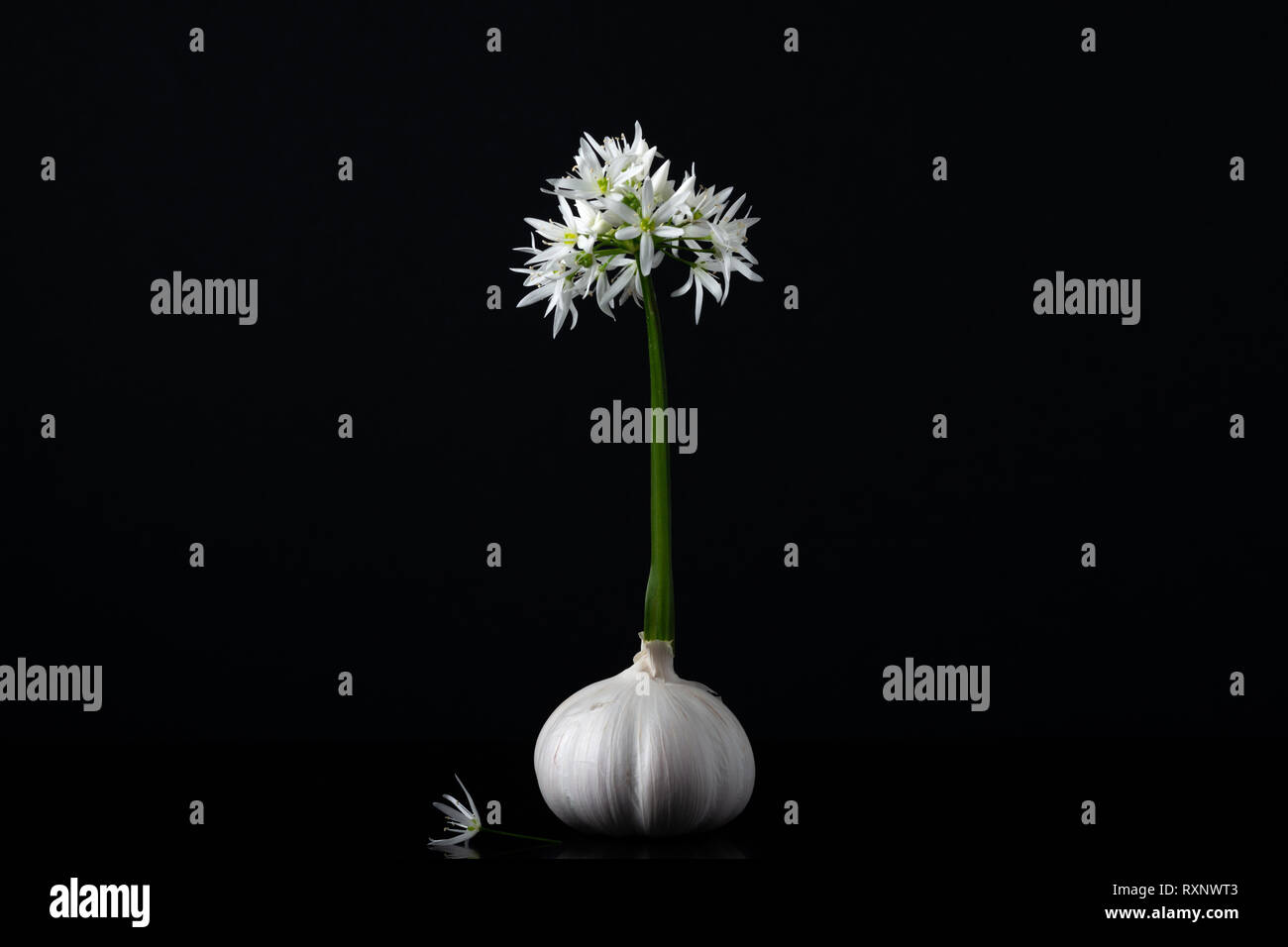 Wilder Knoblauchblütenkopf oder Allium Longicuspis und Knoblauchknolle oder Allium Sativum als kreative Komposition auf Schwarz. Eurasische Wildzwiebelarten. Stockfoto