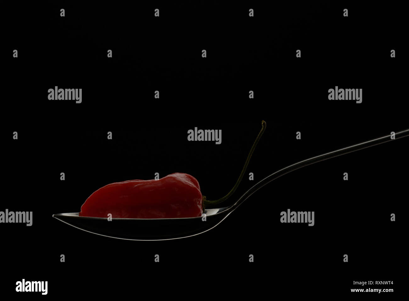 Komodo-Drachenrot, scharfer Pfeffer, umrandet in einem glühenden Löffel auf schwarzem Hintergrund als modernes Konzept für die Zubereitung von Fusionsküchen Stockfoto