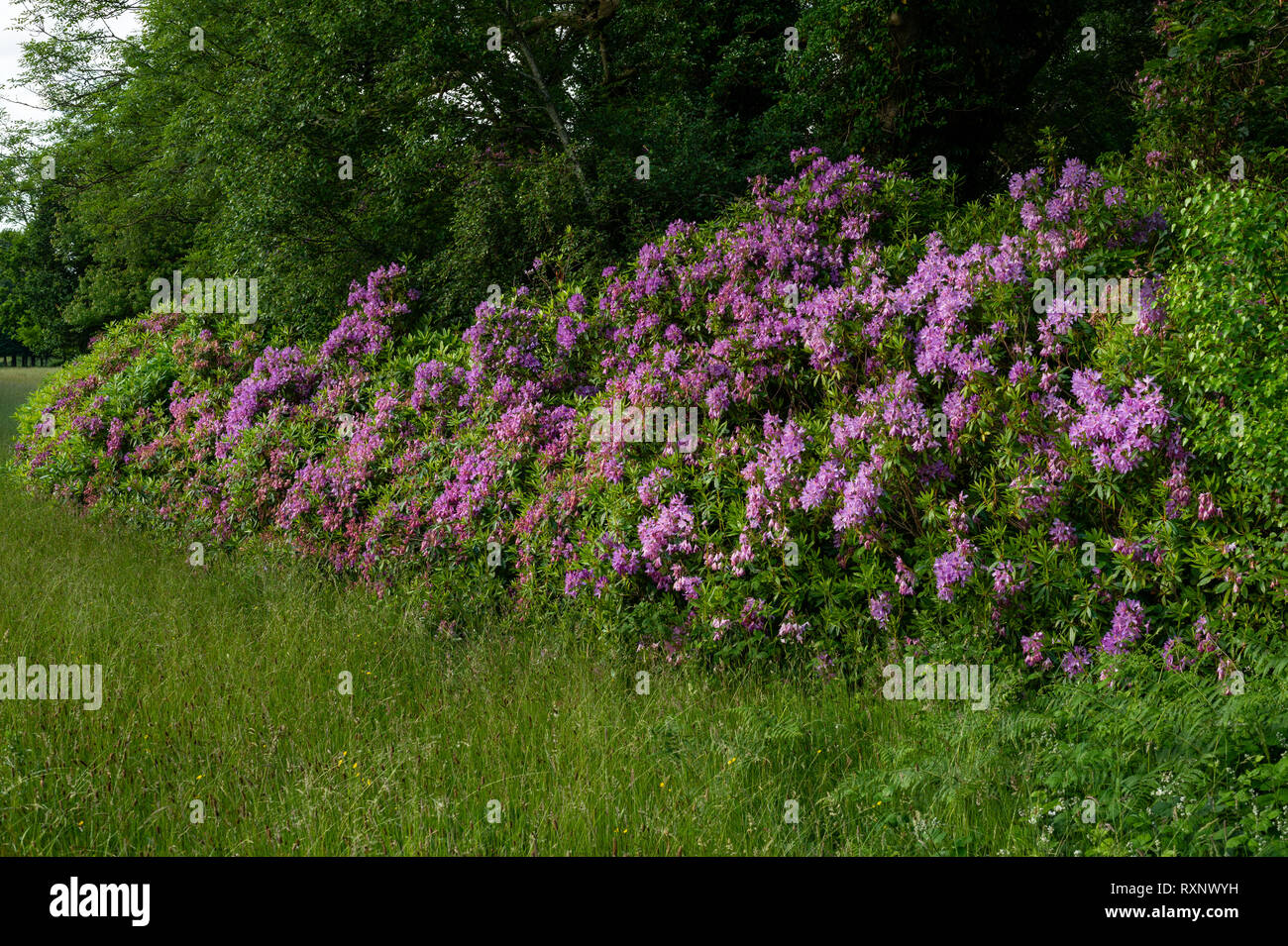 rhododendron species Rhododendron davidsonianum (Species Rhododendron)