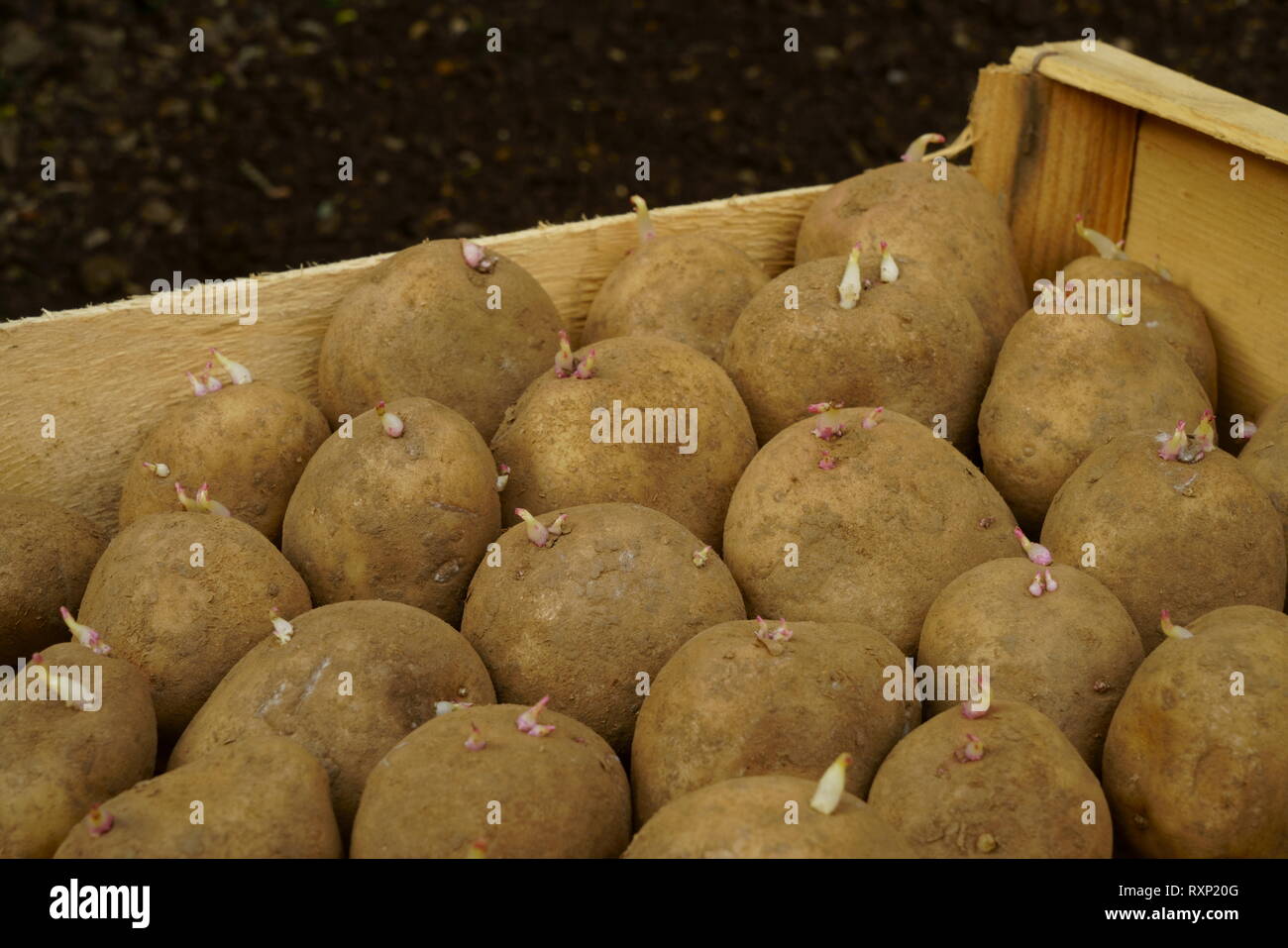 König Edward Pflanzkartoffeln chitted bereit für das Einpflanzen. Stockfoto