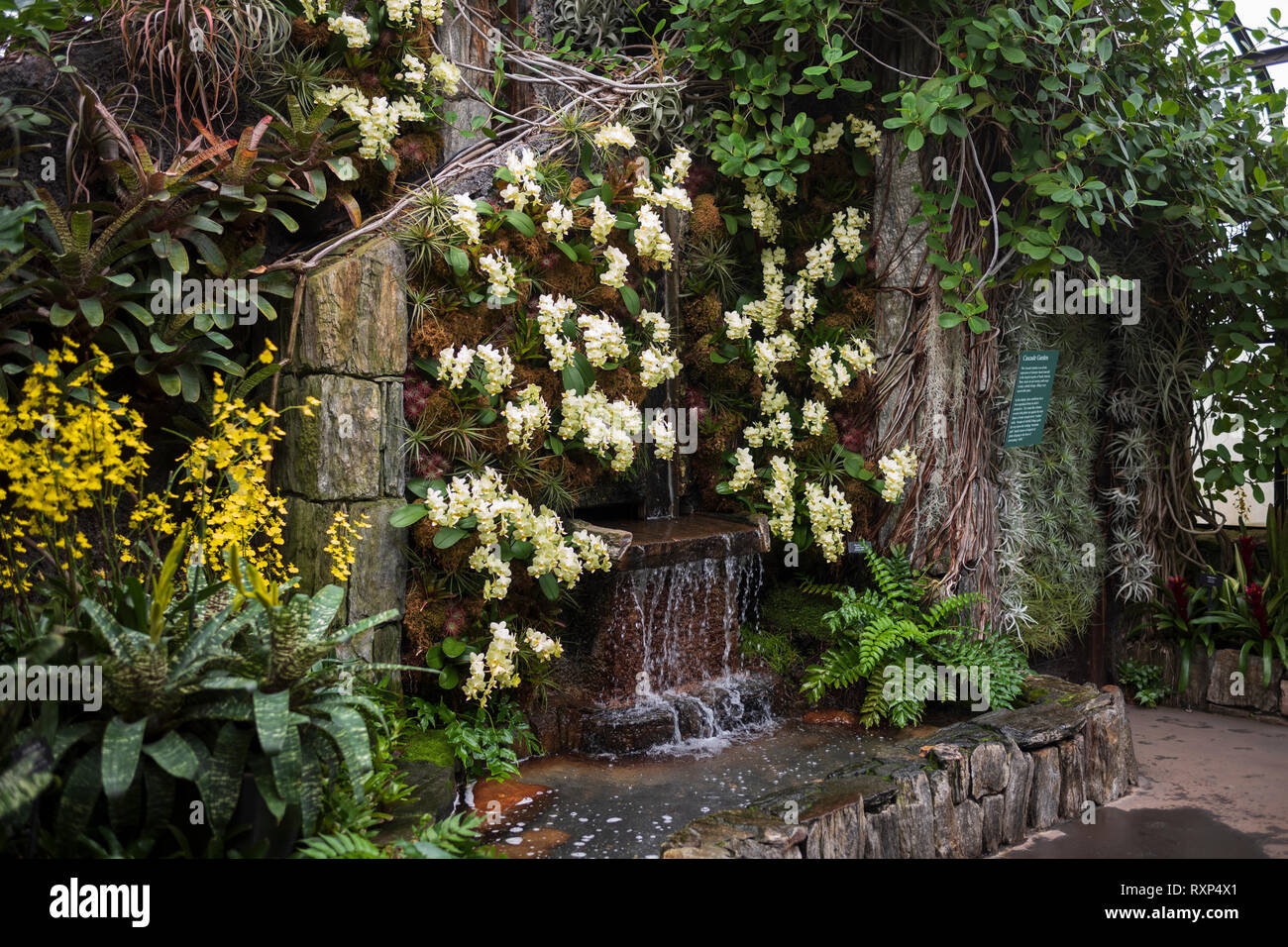 Orchid Extravaganza in Longwood Gardens, Kennett Square, Pennsylvania, USA, 3. März 2019. Stockfoto