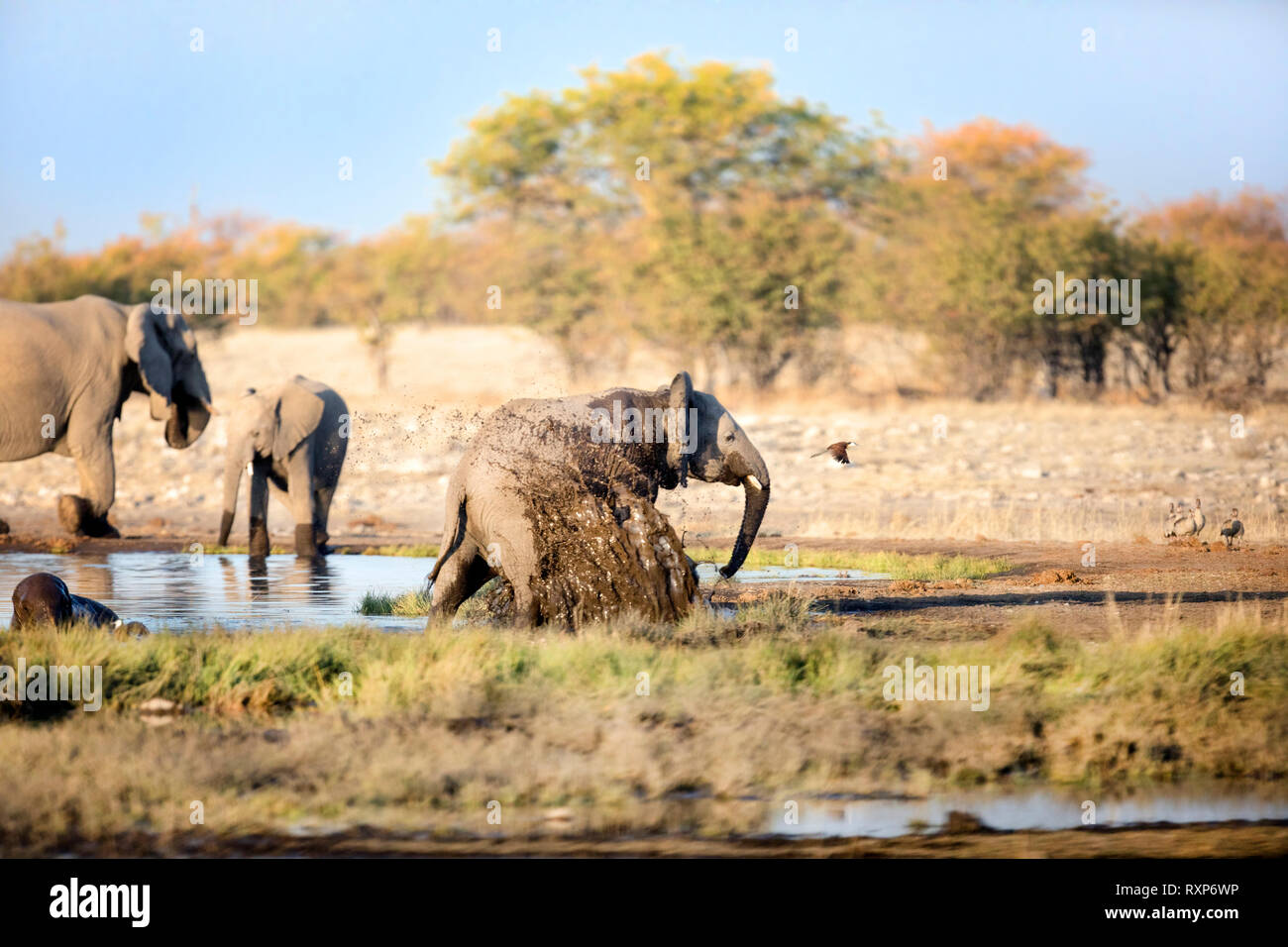 Elefanten laufen durch Schlamm Stockfoto