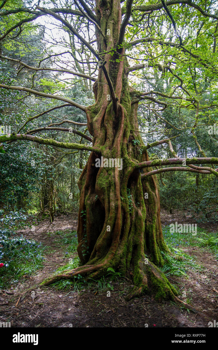 Metasequoia glyptostroboides, Trewidden Garten, Cornwall Stockfoto