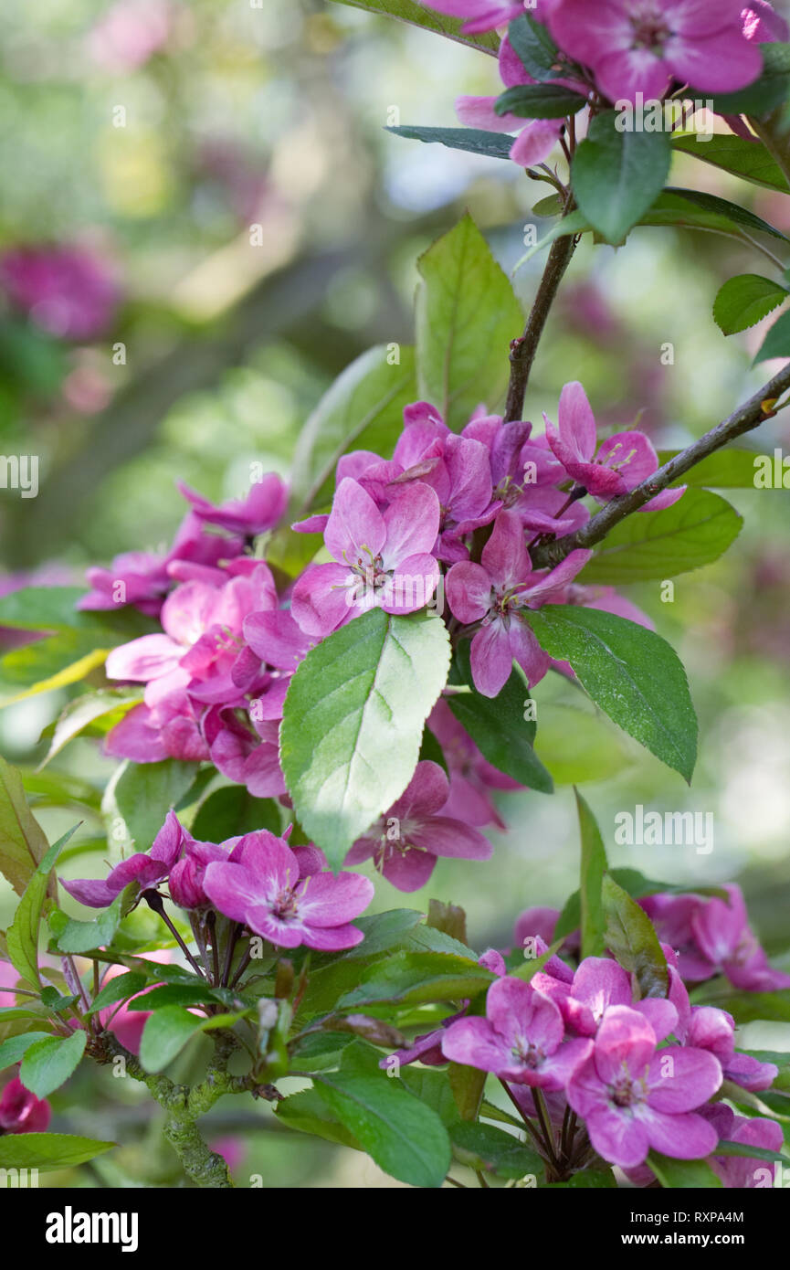 Malus blühen. Apfelblüte im Frühjahr. Stockfoto