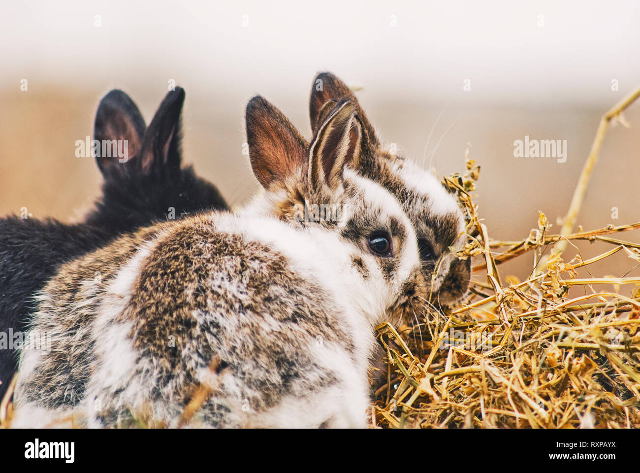 Niedliche Kaninchen/Hasen spielen auf dem Rasen im Winter, Posieren und Karotten Stockfoto