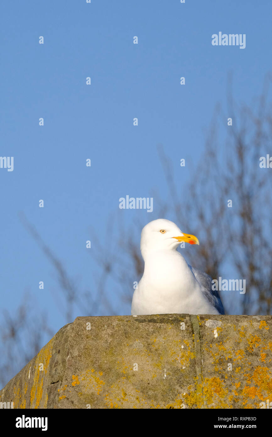 Europäische Silbermöwe sitzen auf dem Dach eines Hauses Stockfoto