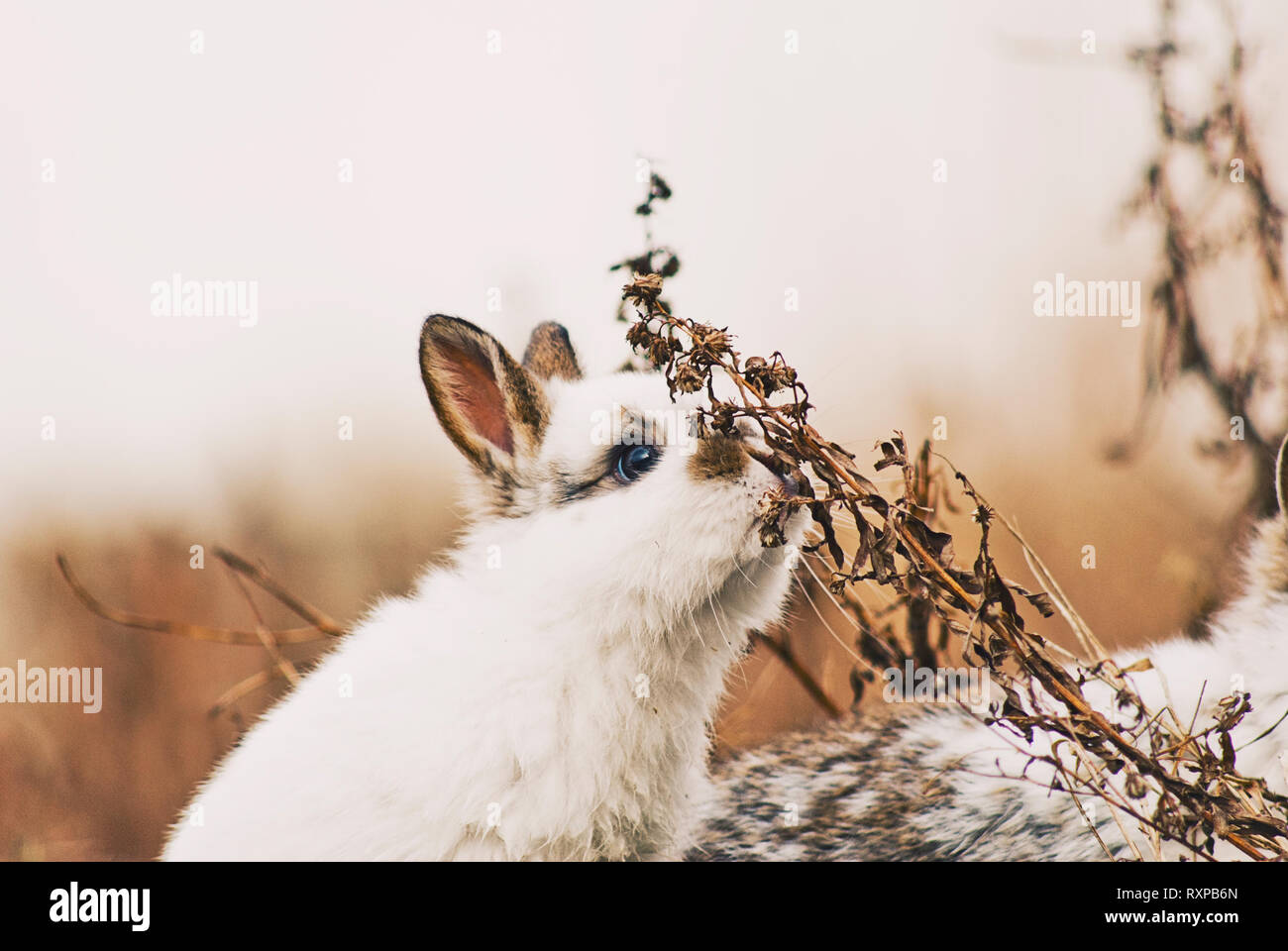 Niedliche Kaninchen/Hasen spielen auf dem Rasen im Winter, Posieren und Karotten Stockfoto