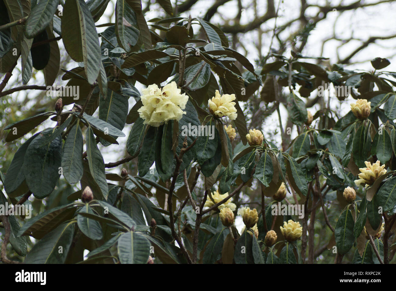 Rhododendron Macabeanum an Clyne Gärten, Swansea, Wales, UK. Stockfoto