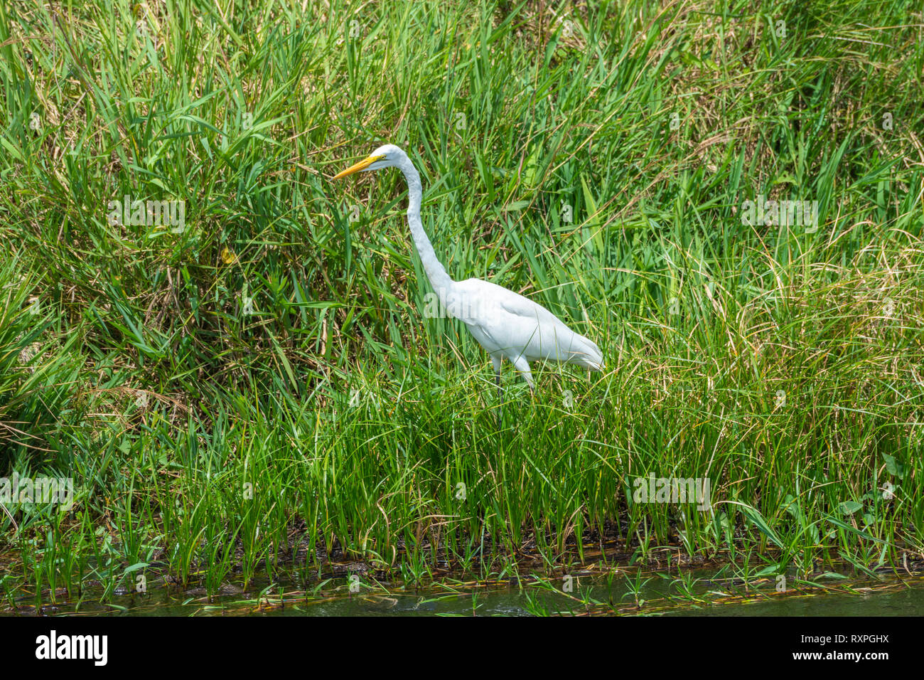 Silberreiher (Ardea alba) auf üppigen Bank von Victoria Nil Murchison Falls National Park, Northern Uganda, Ostafrika Stockfoto