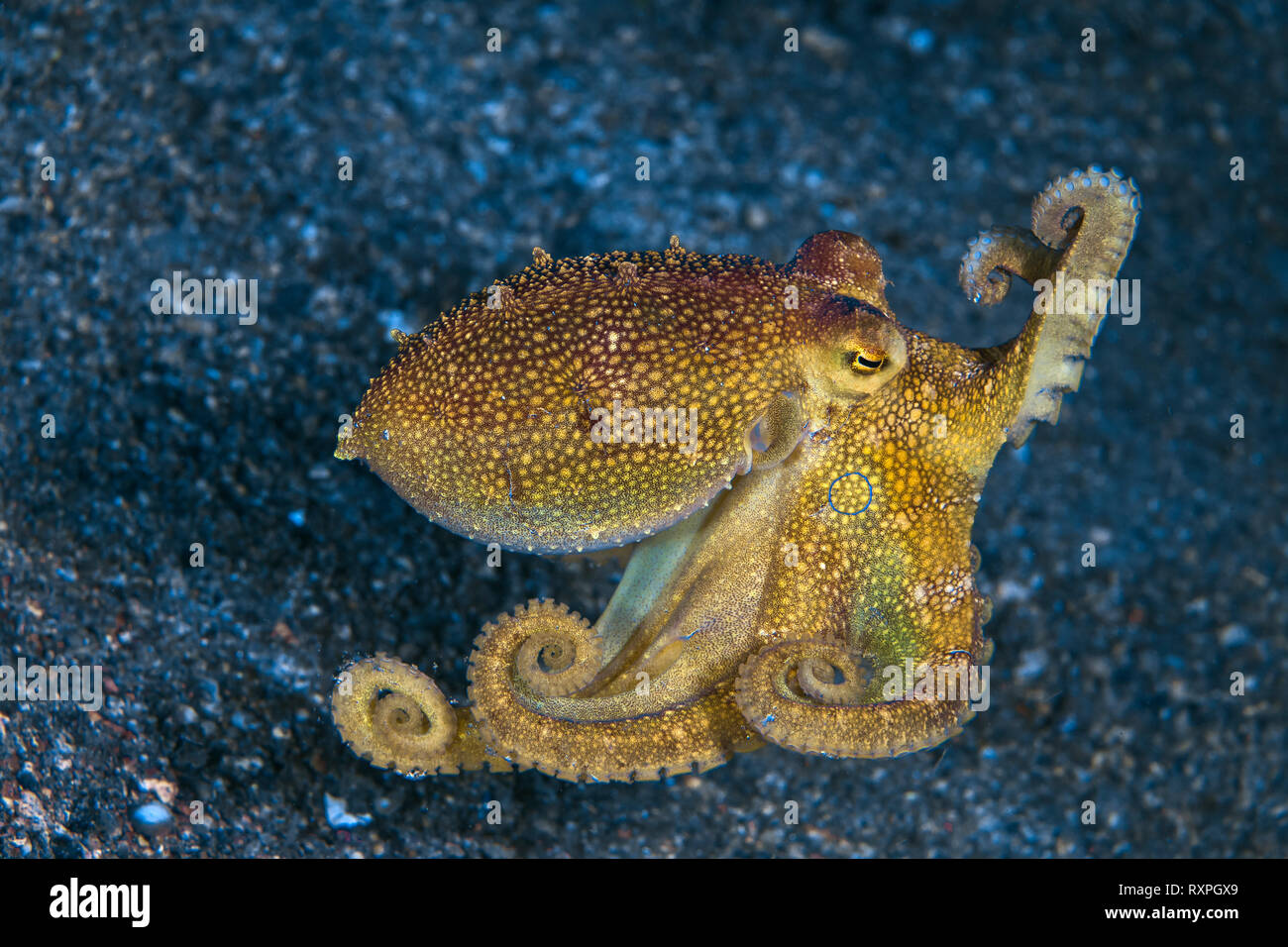 Feurige Mototi Octopus (Amphioctopus mototi) Zeigt blauer Ring bei Austritt, springen auf dem Meeresboden. Lembeh Straits, Indonesien. Stockfoto