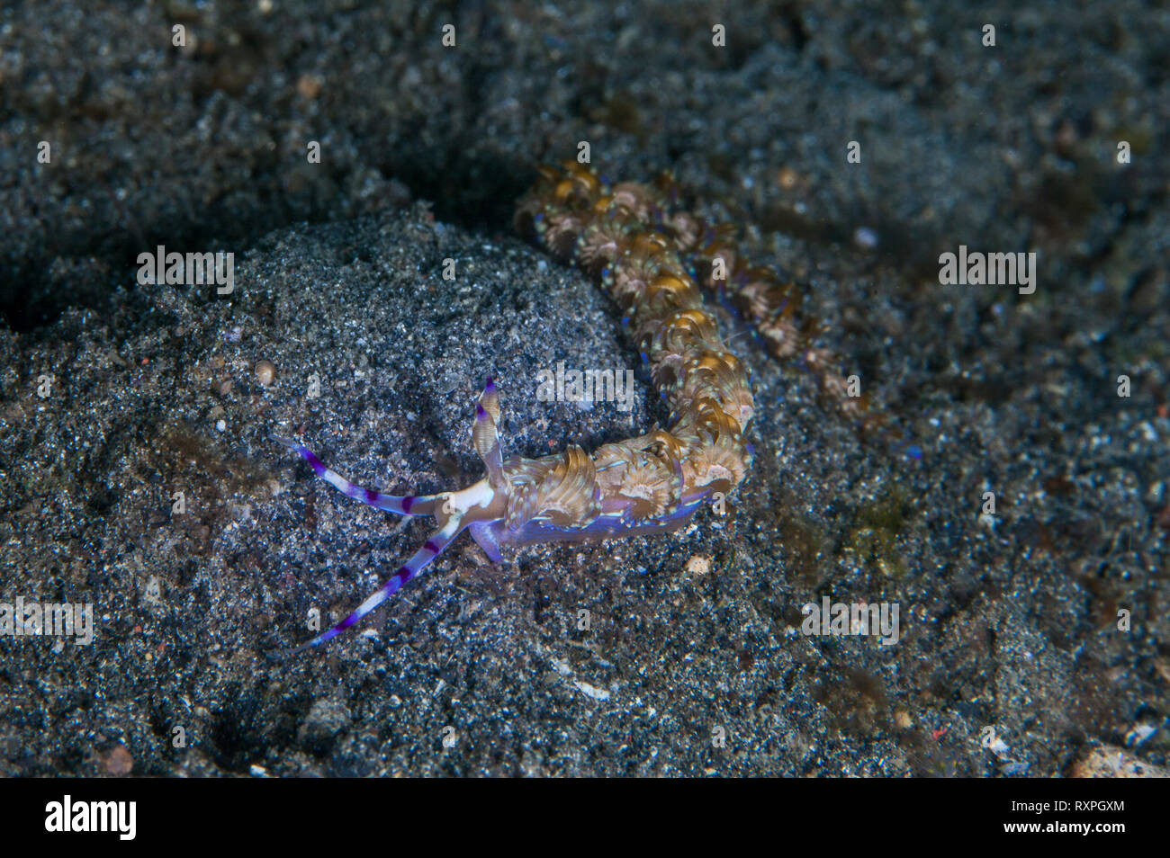 Blue Dragon Nacktschnecke (Pteraeolidia ianthina) am Meeresboden. Lembeh Straits, Indonesien Stockfoto
