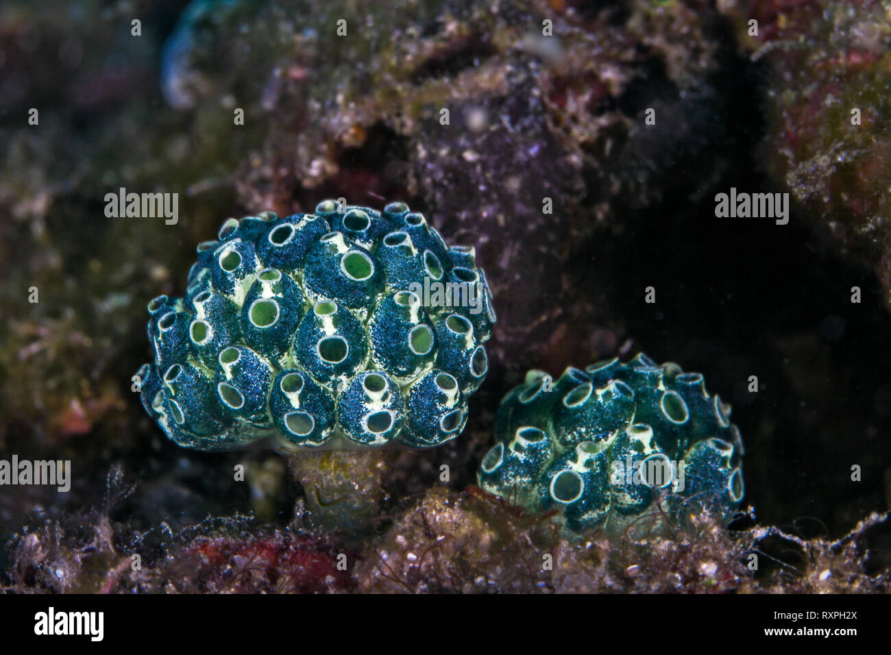 Lollipop Manteltiere (Nephtheis Fascicularis), Kolonien von Blue Manteltiere wächst an einem Stiel. Lembeh Straits, Indonesien. Stockfoto