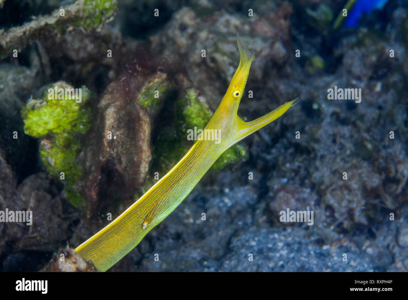 Erwachsene Frau ribbon eel (Rhinomuraena quaesita) werden gelb. Lembeh Straits, Indonesien. Stockfoto