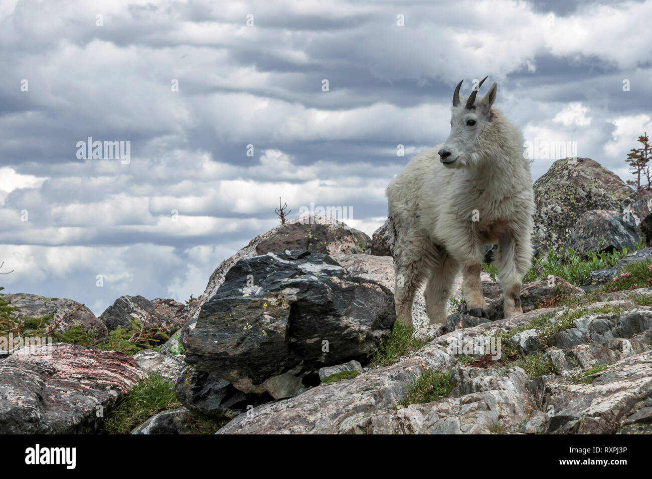 Hoch in die Colorado Rockies, die ich fotografieren Bergziege in der Lage war. Stockfoto