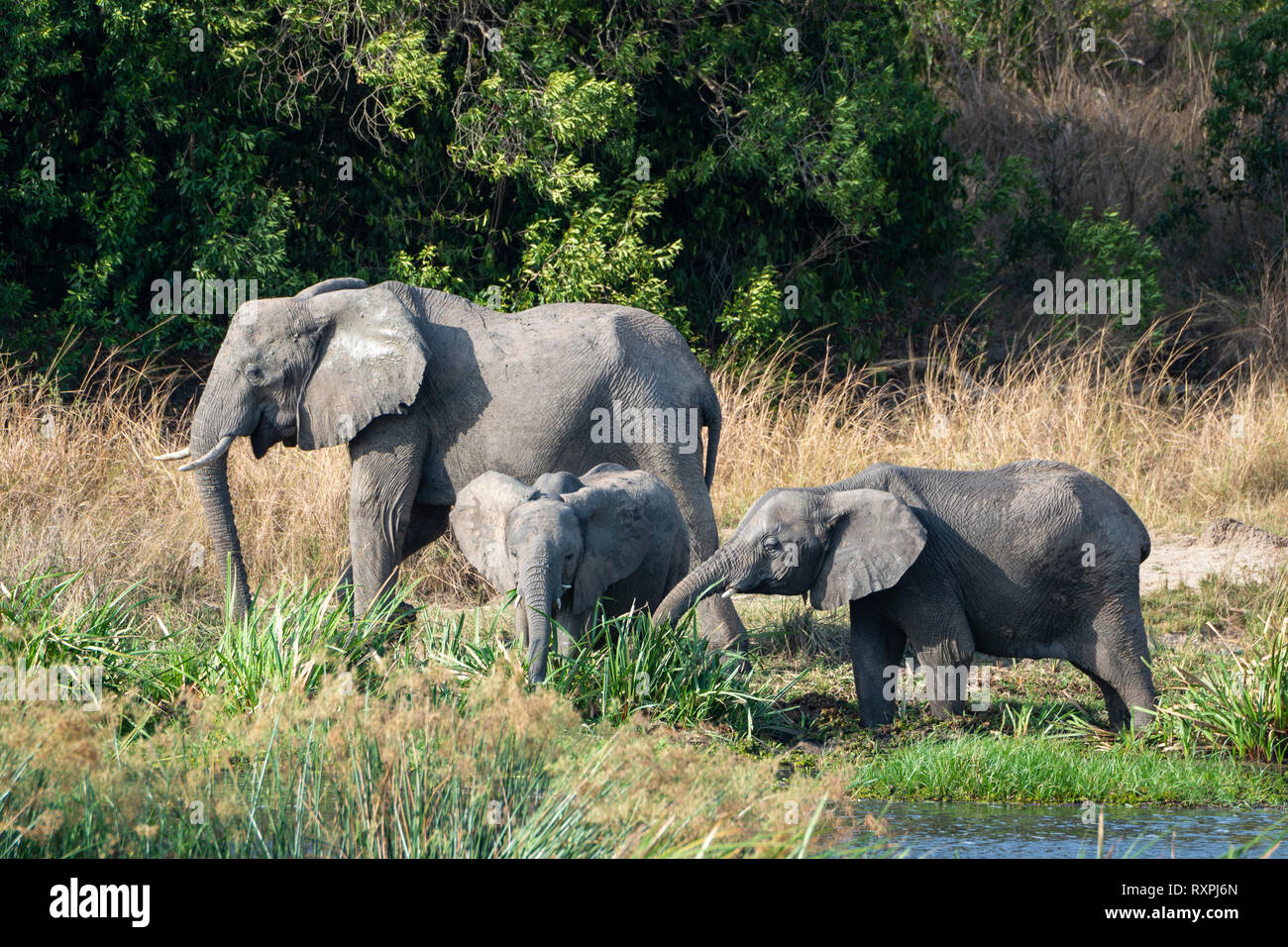 Familie der Afrikanischen Elefanten (Loxodonta Africana) Fütterung auf Bank von Victoria Nil Murchison Falls National Park, Northern Uganda, Ostafrika Stockfoto