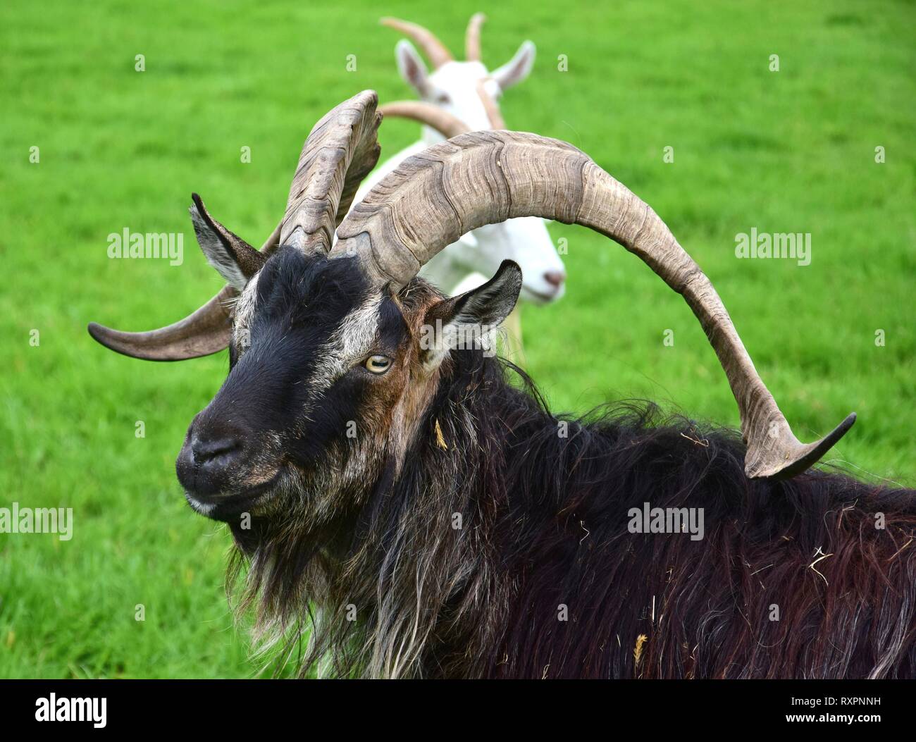 Porträt einer beeindruckenden Ziegenbock mit Hörnern. Irland. Stockfoto